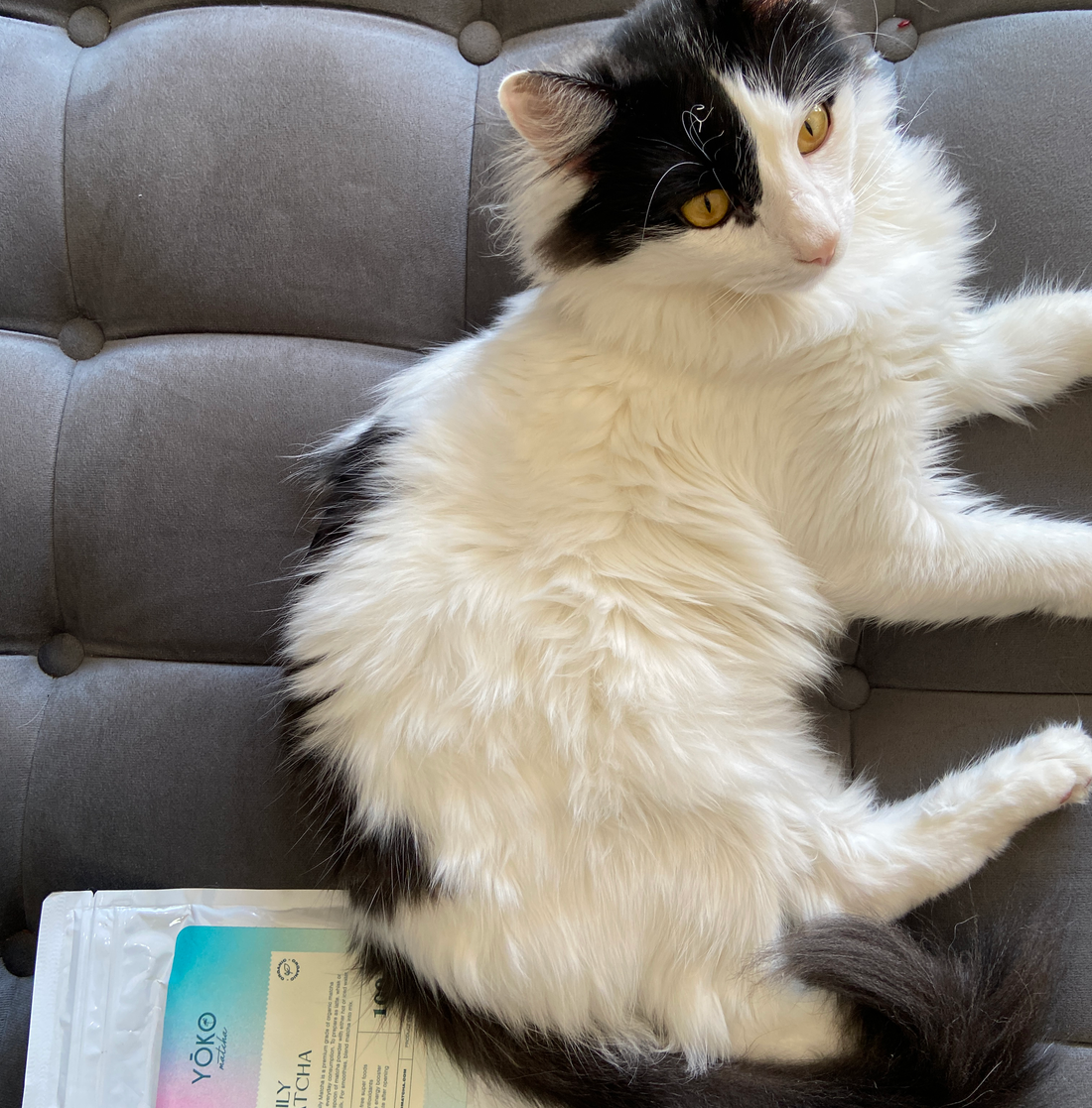 Is matcha good for pets