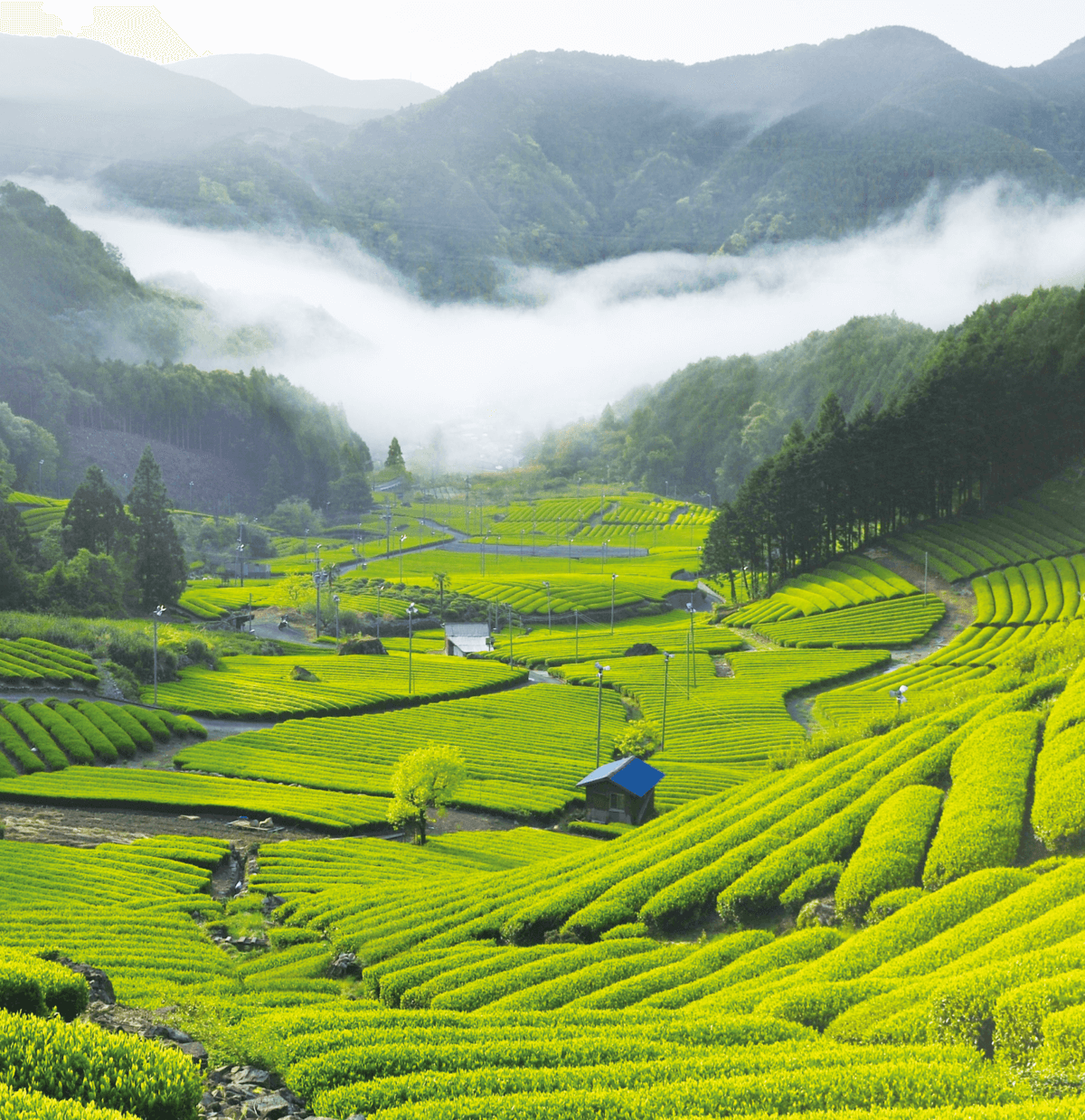 Tea fields and misty green mountains in Shizuoka, Japan