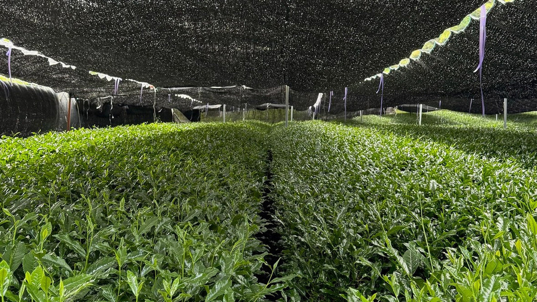 Shade-grown tencha plants beneath black canopy netting at Yōko Matcha’s partner farm in Shizuoka, Japan