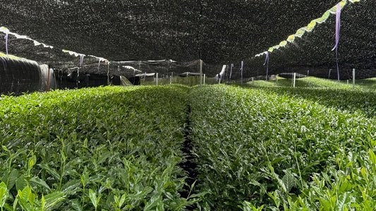 Shade-grown tencha plants beneath black canopy netting at Yōko Matcha’s partner farm in Shizuoka, Japan