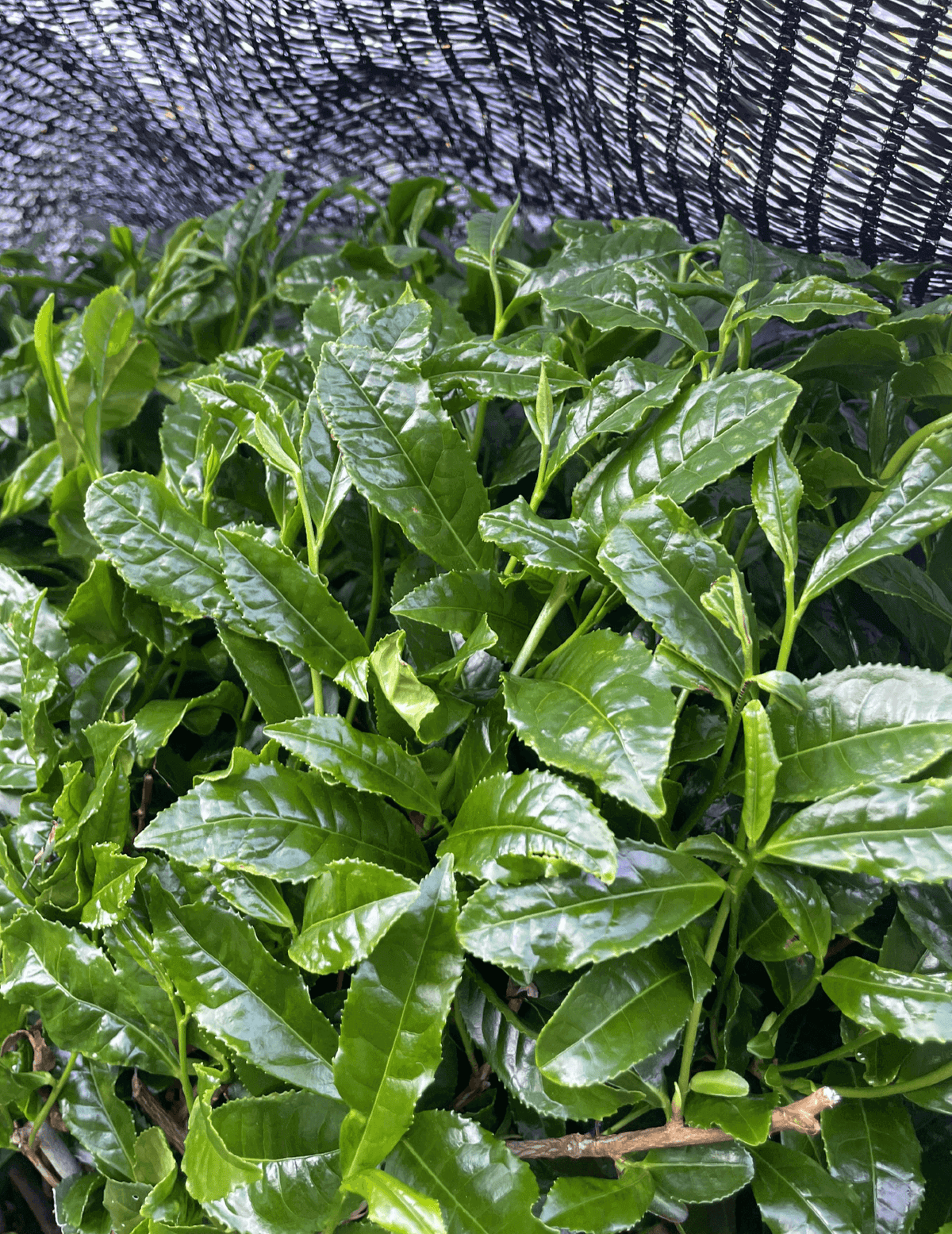 Rows of tea plants growing beneath dark shade netting.