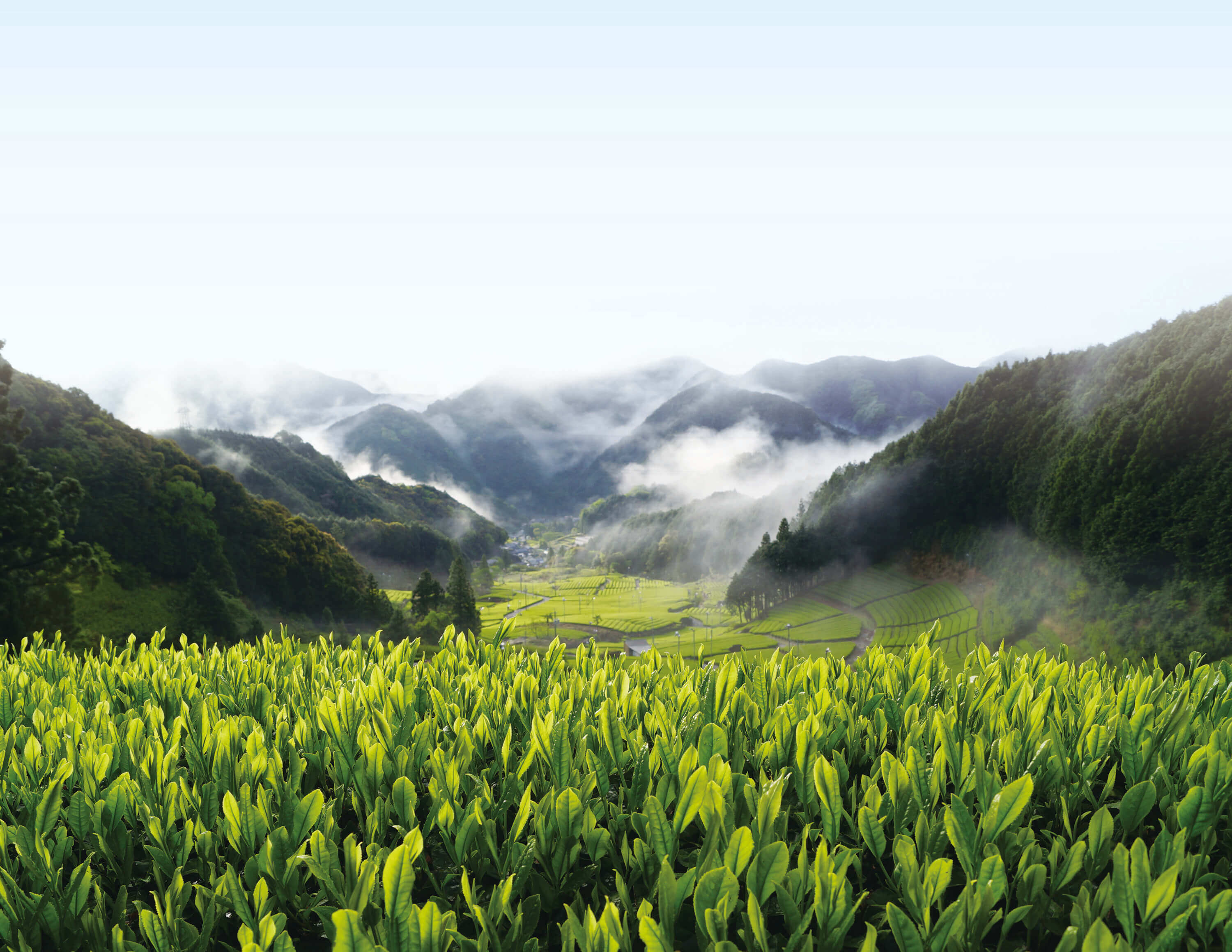 Our Matcha – Yōko Matcha