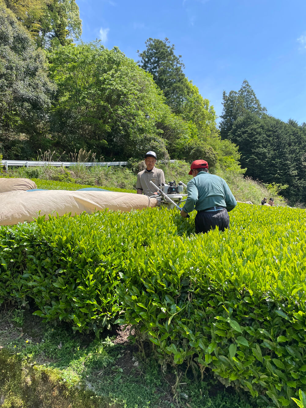 Two tea workers among rows of green tea plants.