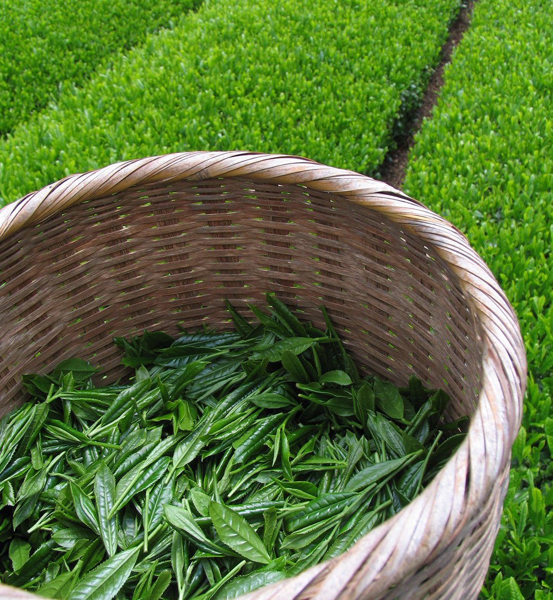 green tea leafs