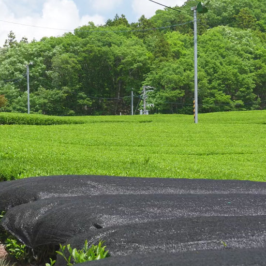 From farm to matcha, 720p version for the mobile hero: shade-grown first-flush tea in Shizuoka harvested, kept cool, steamed, dried into tencha, cut and milled into Yōko Matcha.