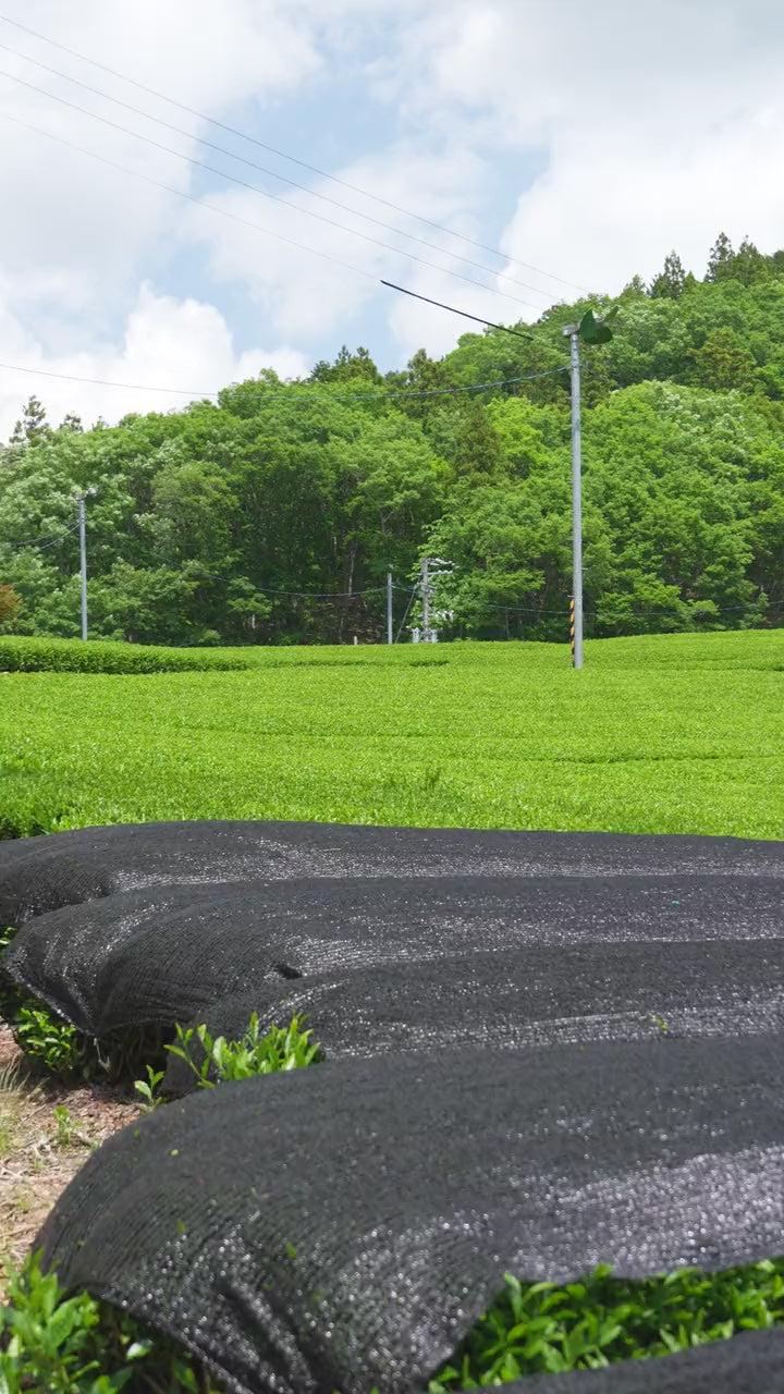 From farm to matcha, 720p version for the mobile hero: shade-grown first-flush tea in Shizuoka harvested, kept cool, steamed, dried into tencha, cut and milled into Yōko Matcha.