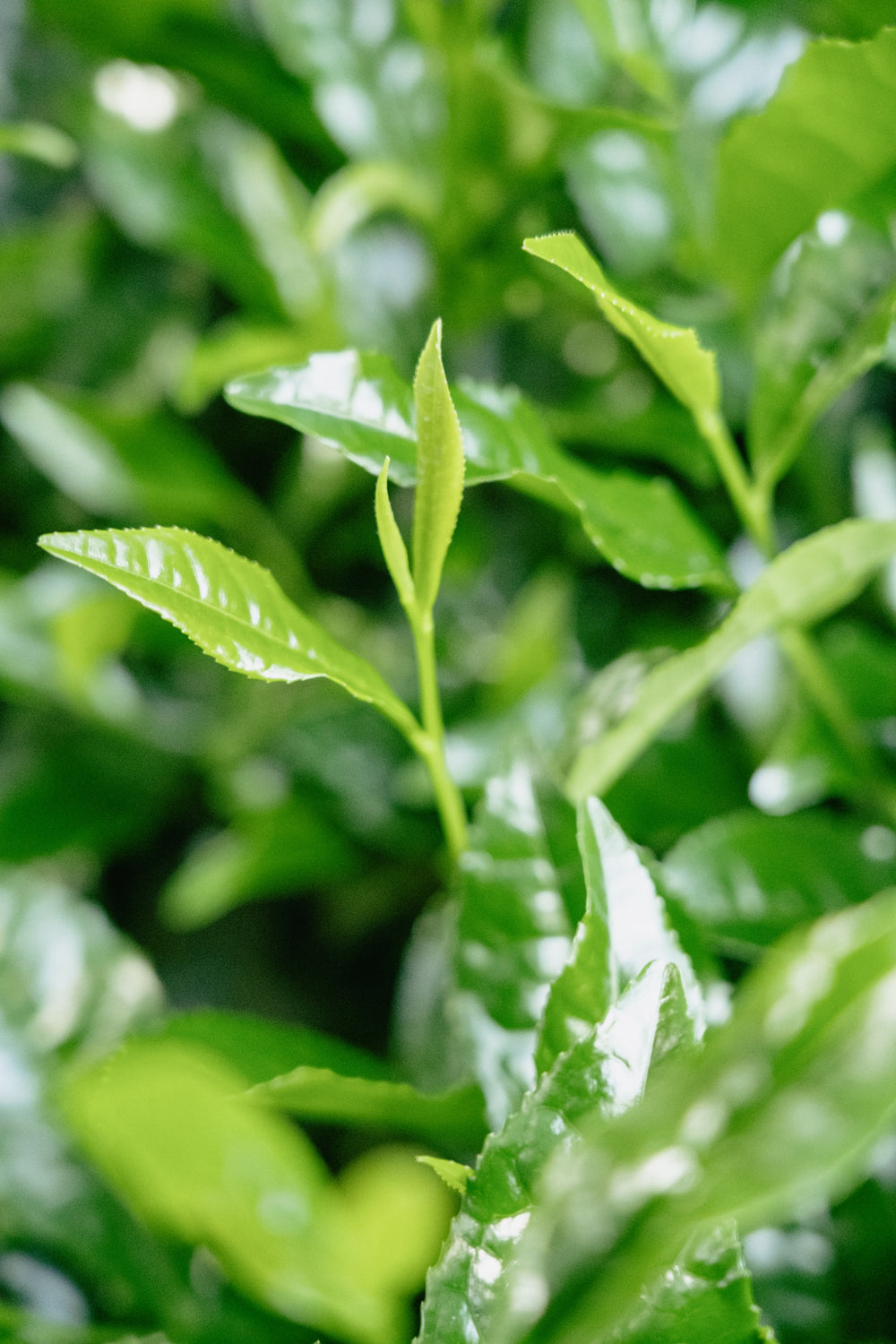 Close-up of young green tea shoots at a Shizuoka tea farm.