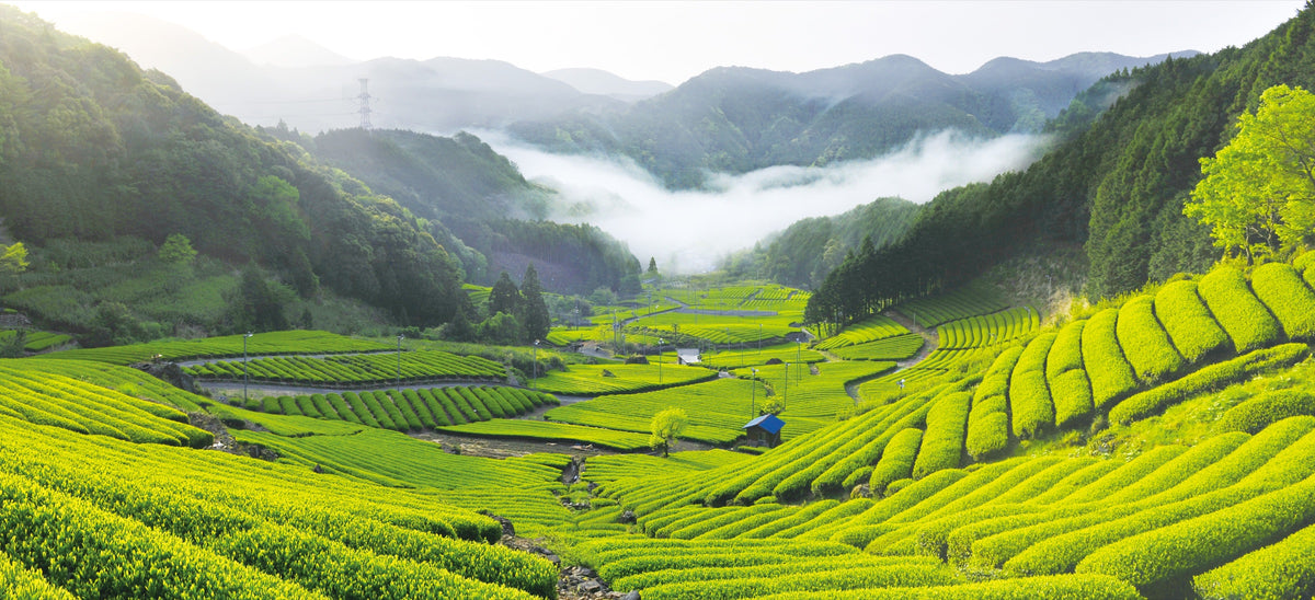 Panoramic view of green tea fields across a mountain valley in Shizuoka, Japan.
