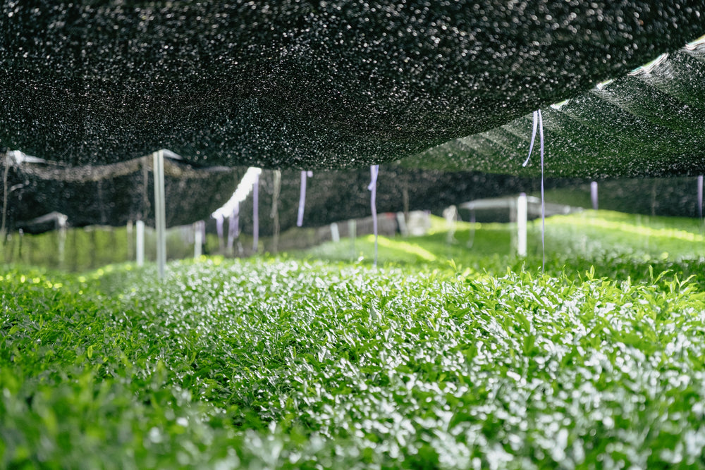 Green tea plants growing beneath black shade cloth in Shizuoka, Japan.